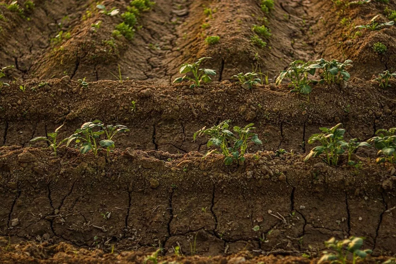dlaczego należy wapnować pole