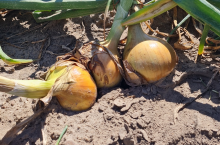 cebula uprawa i mniejsze plony w Europie