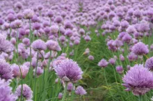 Może warto pomyśleć też o uprawie szczypiorku na kwiatostany?