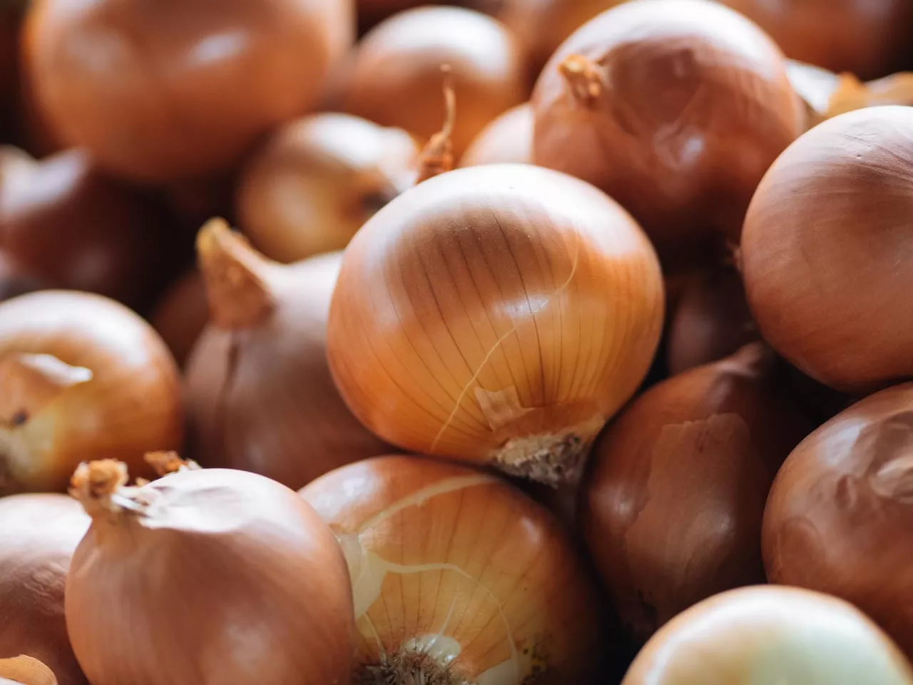 uprawa cebuli w Bangladeszu