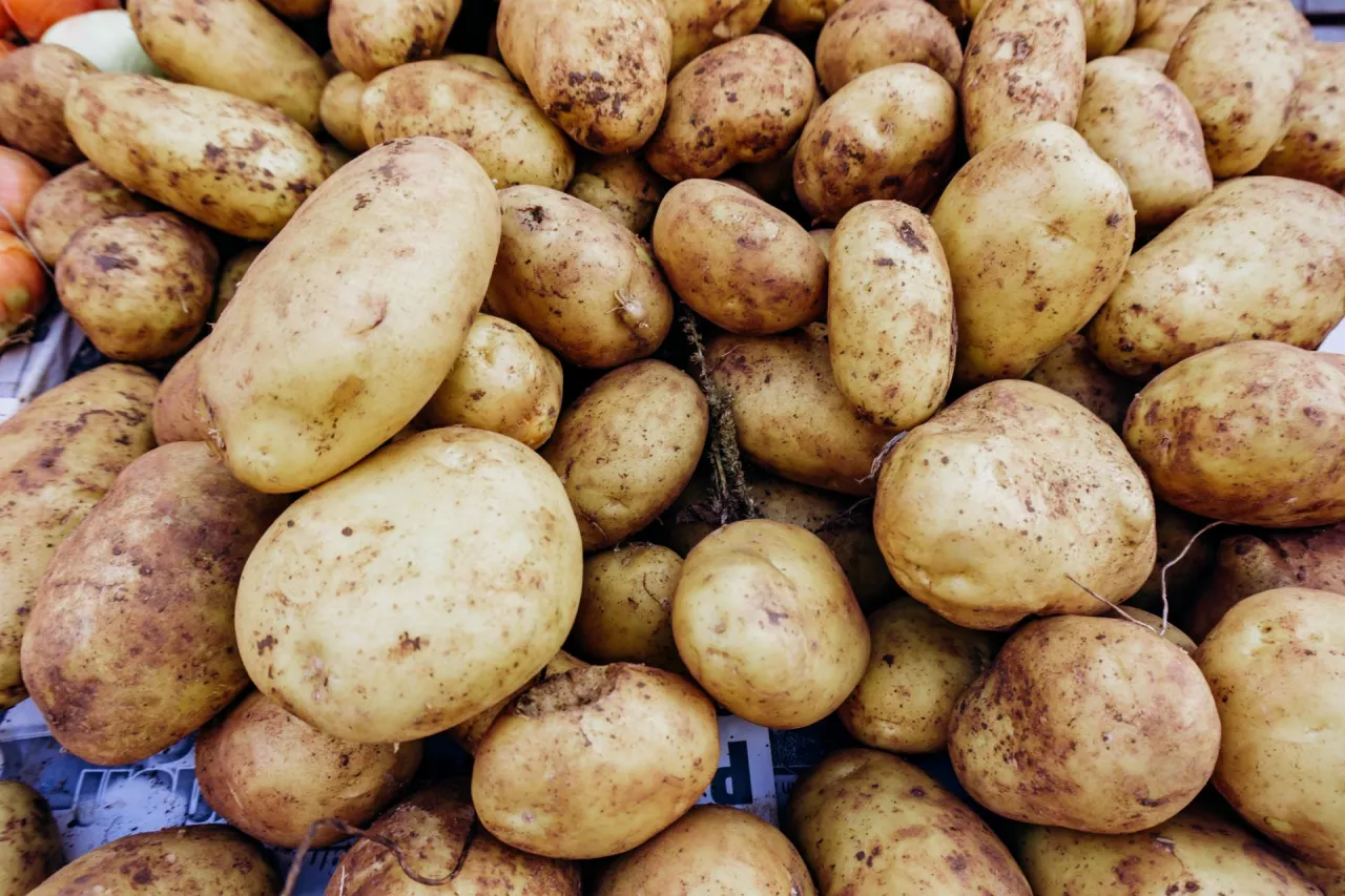 mniejsza produkcja ziemniaków