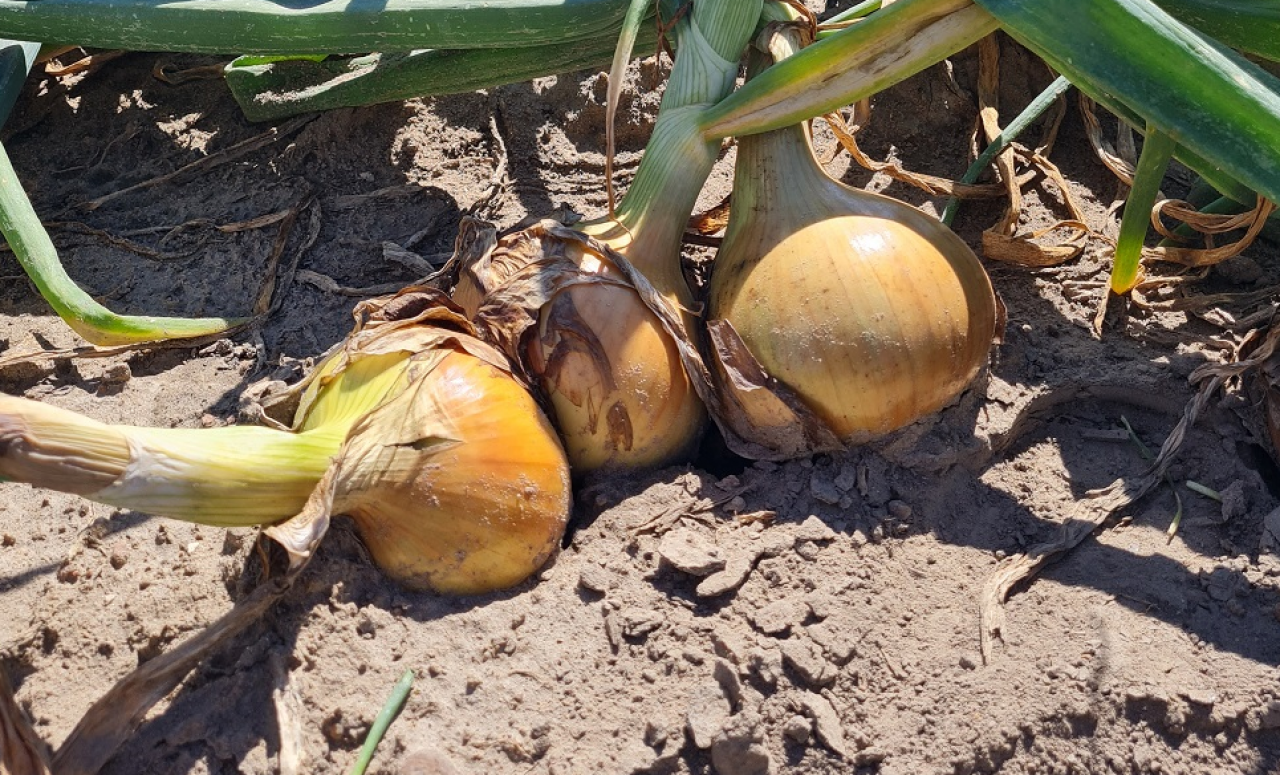 cebula uprawa i mniejsze plony w Europie