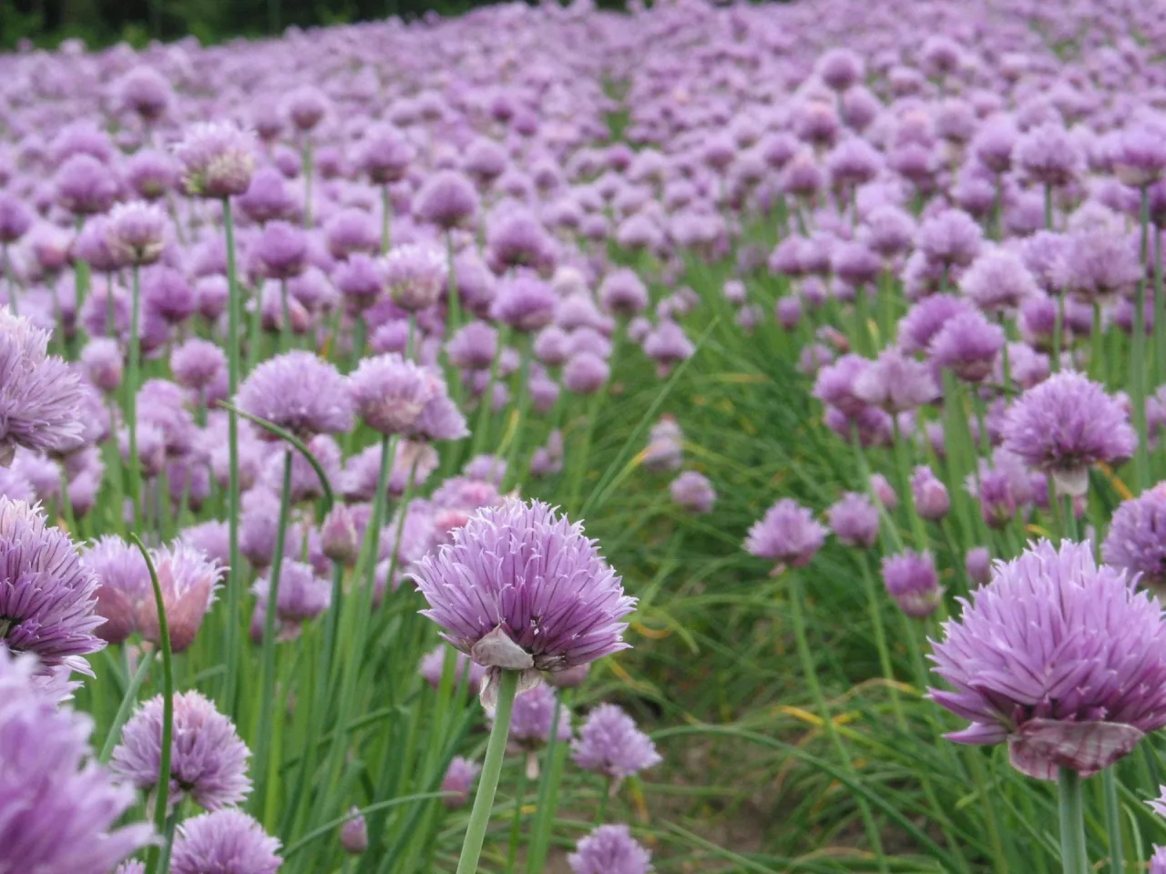 Może warto pomyśleć też o uprawie szczypiorku na kwiatostany?