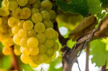 import eksport winogrona jasnego polska 2022