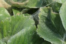 Przędziorek na truskawce