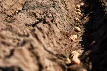 sadzenie ziemniaków, nowe odmiany ziemniaków