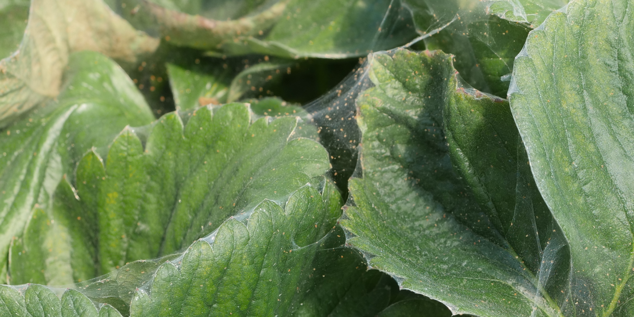 Przędziorek na truskawce