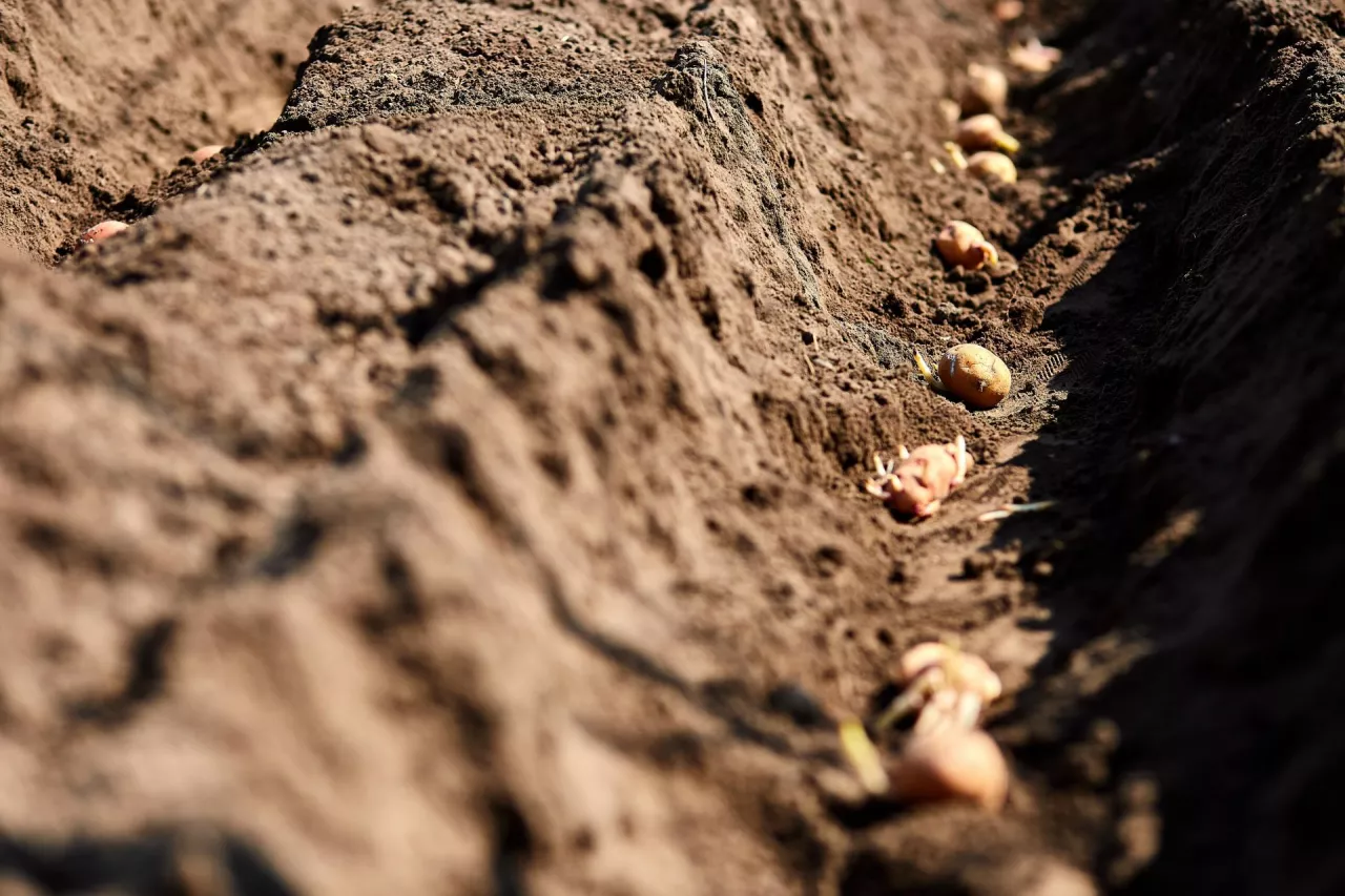 sadzenie ziemniaków, nowe odmiany ziemniaków