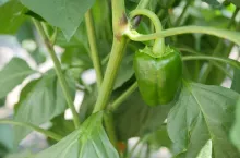 papryka, zagrożenia w uprawie papryki, PIORIN