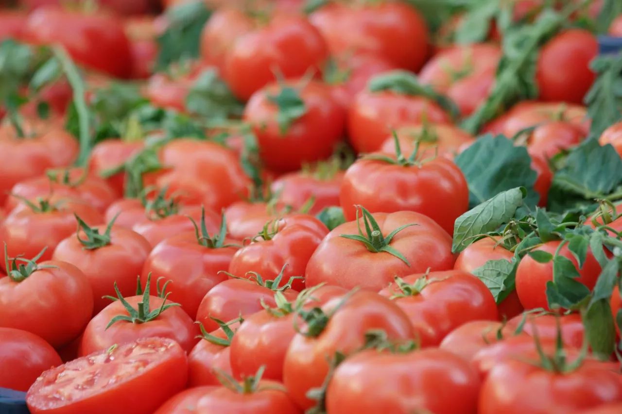 Kto jest największym eksporterem pomidorów do Unii Europejskiej Skąd importuje Polska, pomidor, import pomidorów, eksport pomidorów