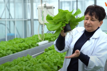 nawożenie sałaty SGGW