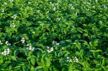 zwalczanie agrofagów w uprawie ziemniaka