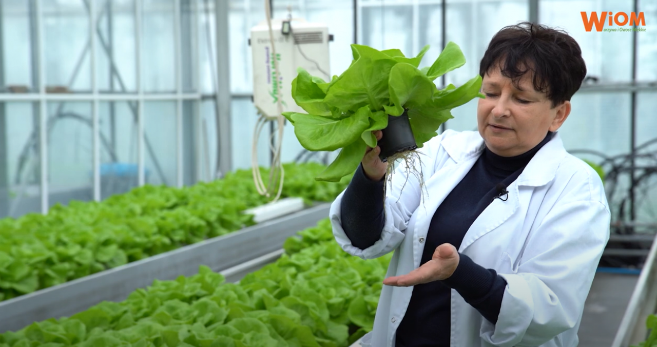 nawożenie sałaty SGGW