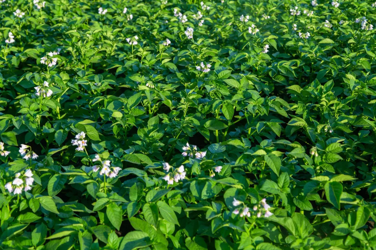 zwalczanie agrofagów w uprawie ziemniaka