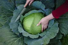 Spotkanie warzywa kapustne