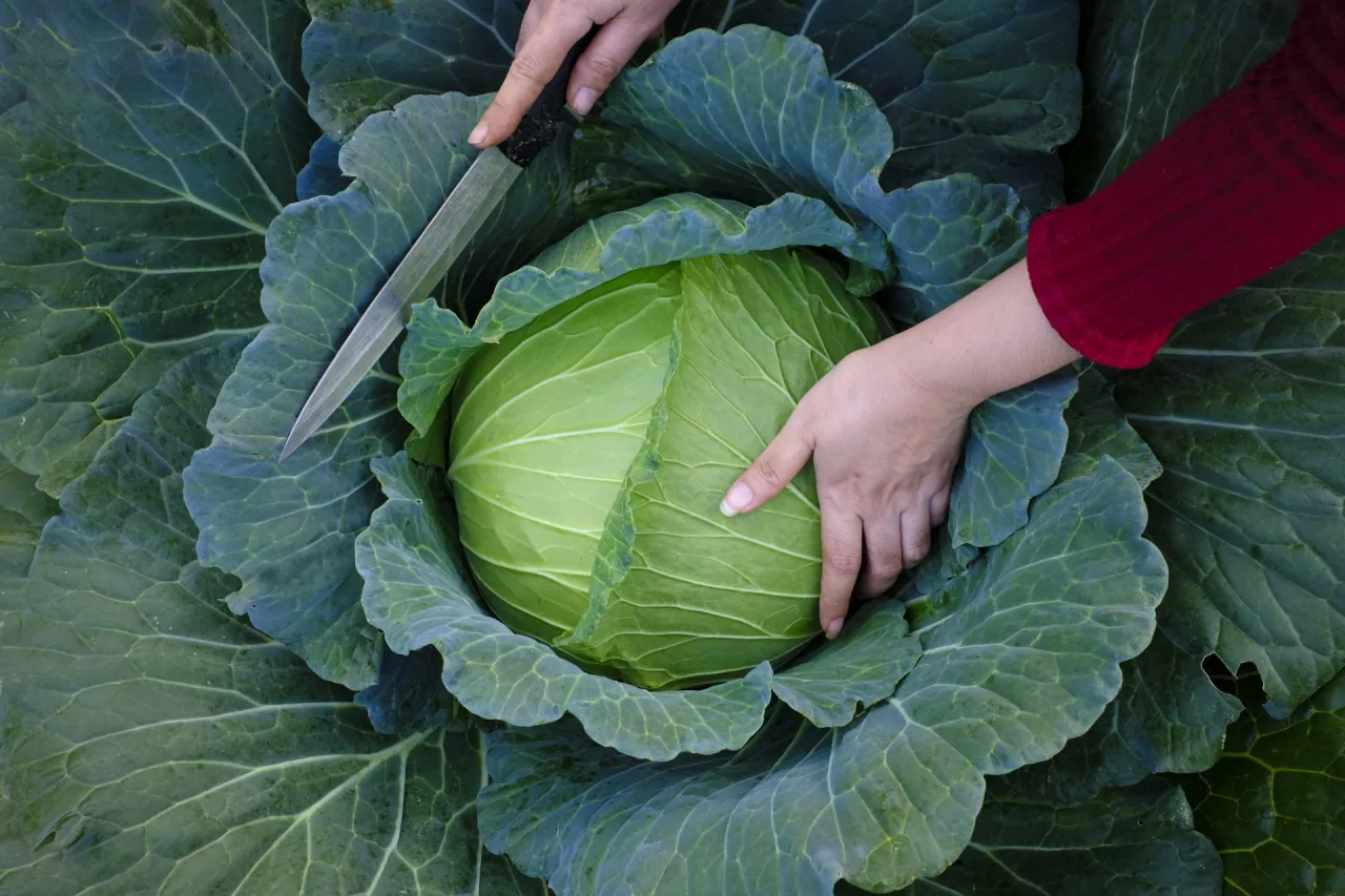 Spotkanie warzywa kapustne