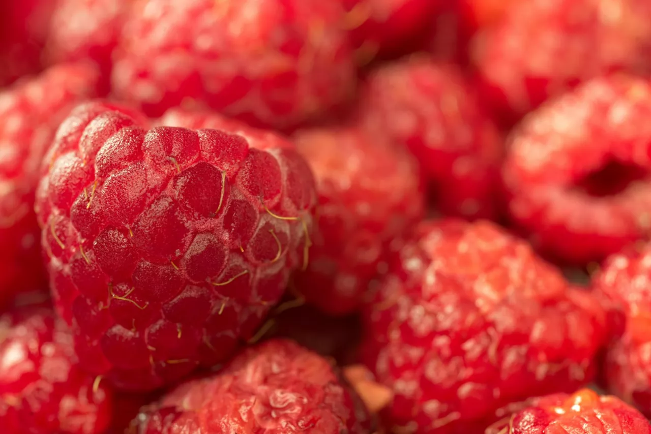 Maliny z Chile, zakażone wirusem