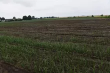 Braki w obsadzie cebuli spowodowane niskim pH i bardzo niską zawartością wapnia.