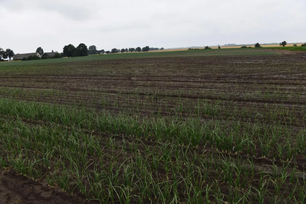 Braki w obsadzie cebuli spowodowane niskim pH i bardzo niską zawartością wapnia.