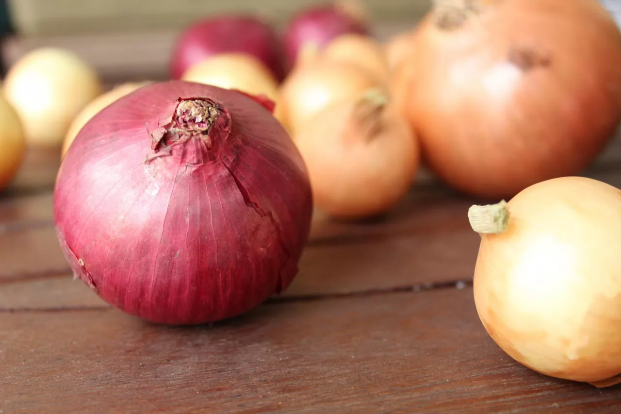 Ceny cebuli na rynkach hurtowych w Polsce