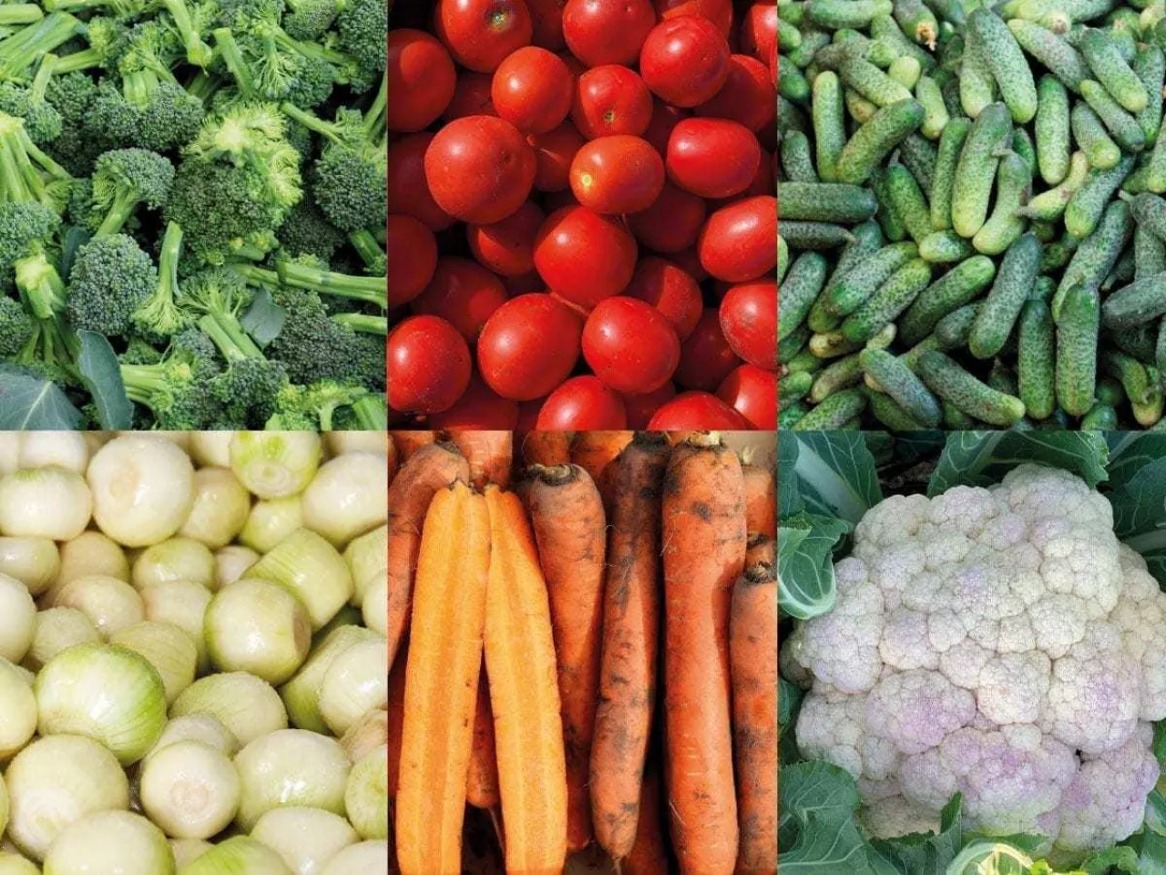 Warzywa dla przetwórstwa