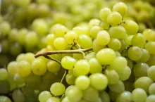 import, eksport winogron