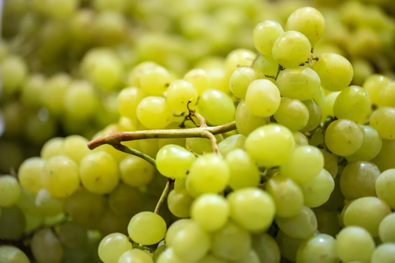 import, eksport winogron