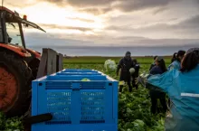 Organizacje producentów/ zbiór sałaty lodowej