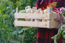 GUS zbiory warzyw gruntowych