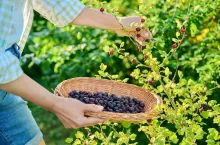 szacunkowy zbiór owoców z krzewów wg gus 2022