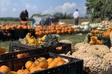 wsparcie dla organizacji grup producentów