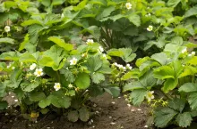 nowe rynki zbytu na polskie produkty spożywcze