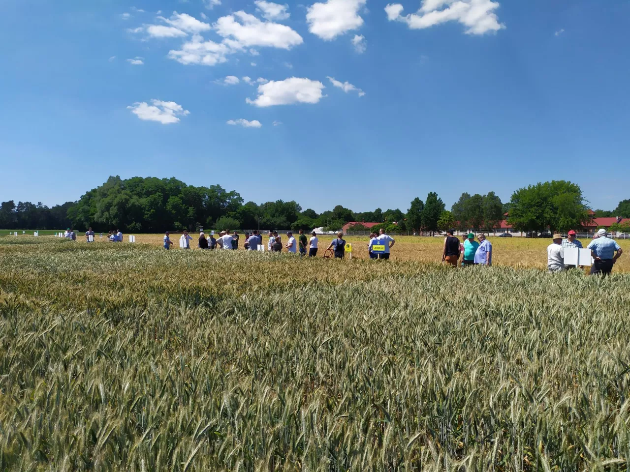 Krajowe Dni Pola Sielinko 2023