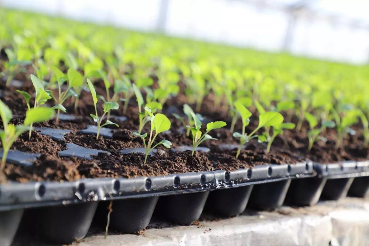 Produkcja rozsady kalafiora (fot. 21.01.2021 r.)