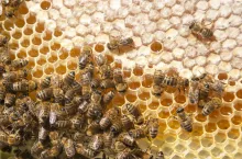 zgnilec amerykański