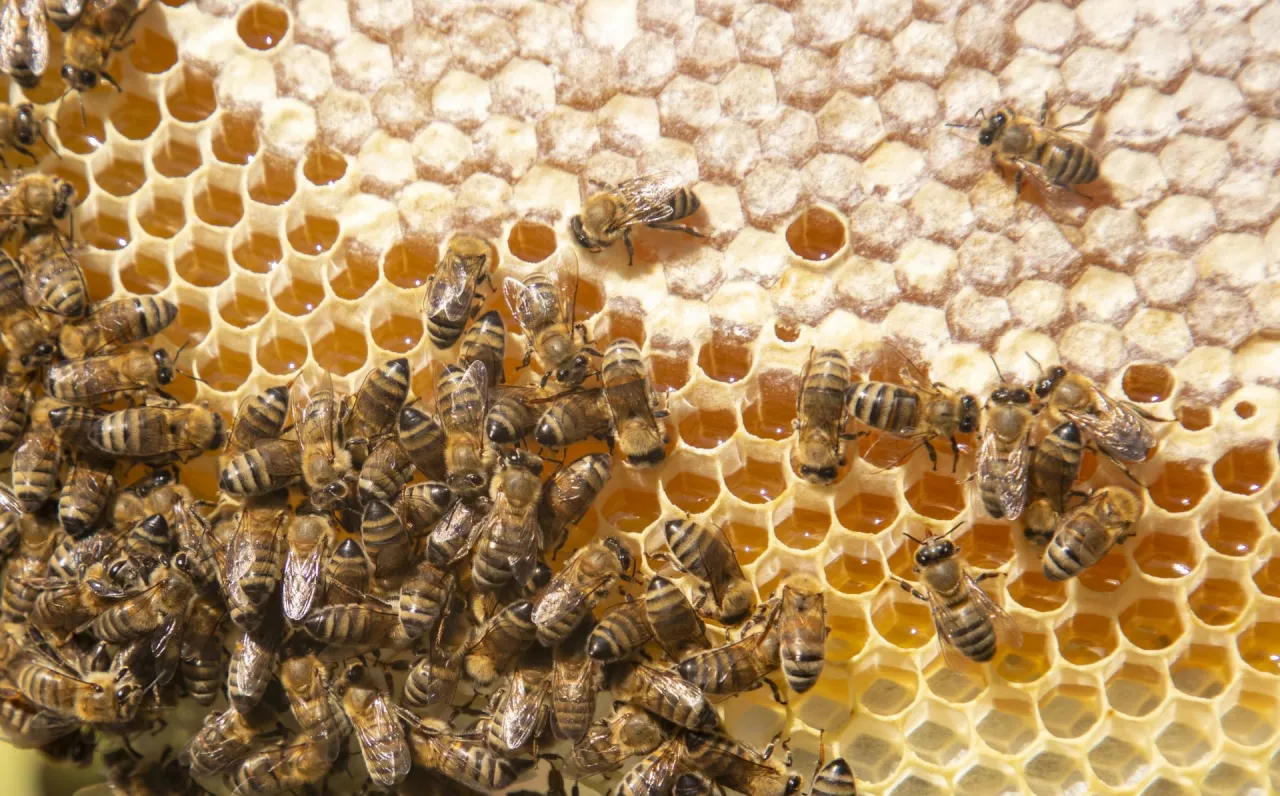 zgnilec amerykański