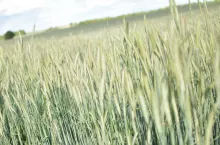 Naturalne nawozy z Twojego gospodarstwa. Stwórz rolnicze perpetuum mobile