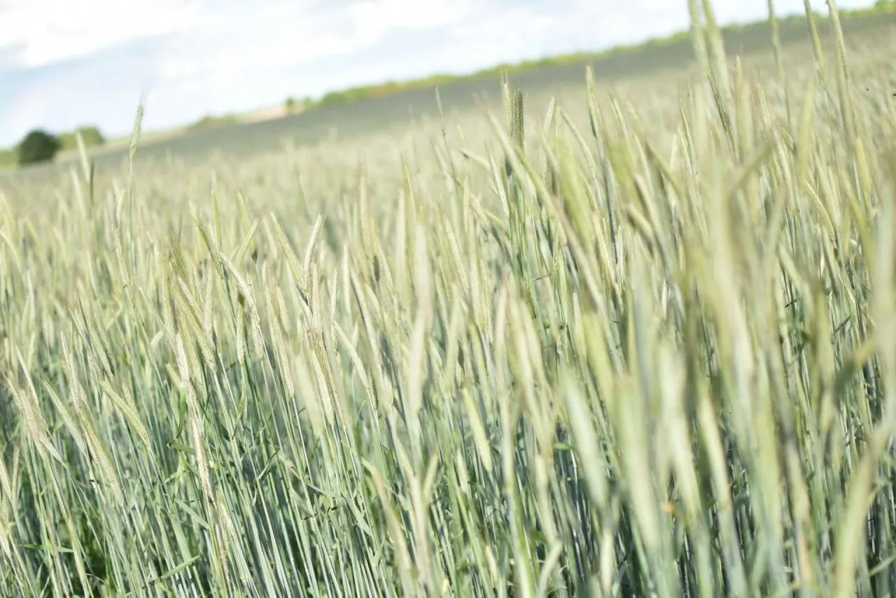 Naturalne nawozy z Twojego gospodarstwa. Stwórz rolnicze perpetuum mobile