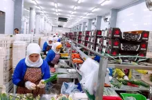 Cebula dymka - Stars of Export Facebook