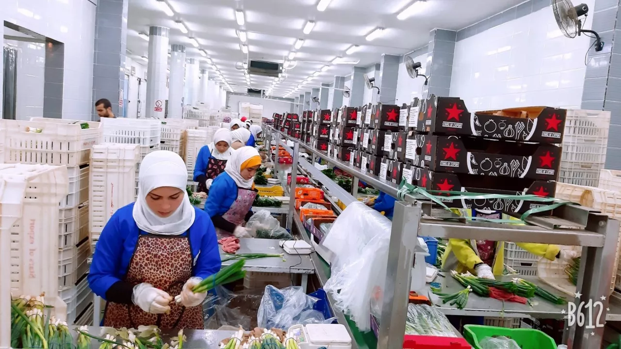 Cebula dymka - Stars of Export Facebook