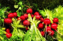 Holandia powierzchnia upraw ekologicznych, rolnictwo ekologiczne