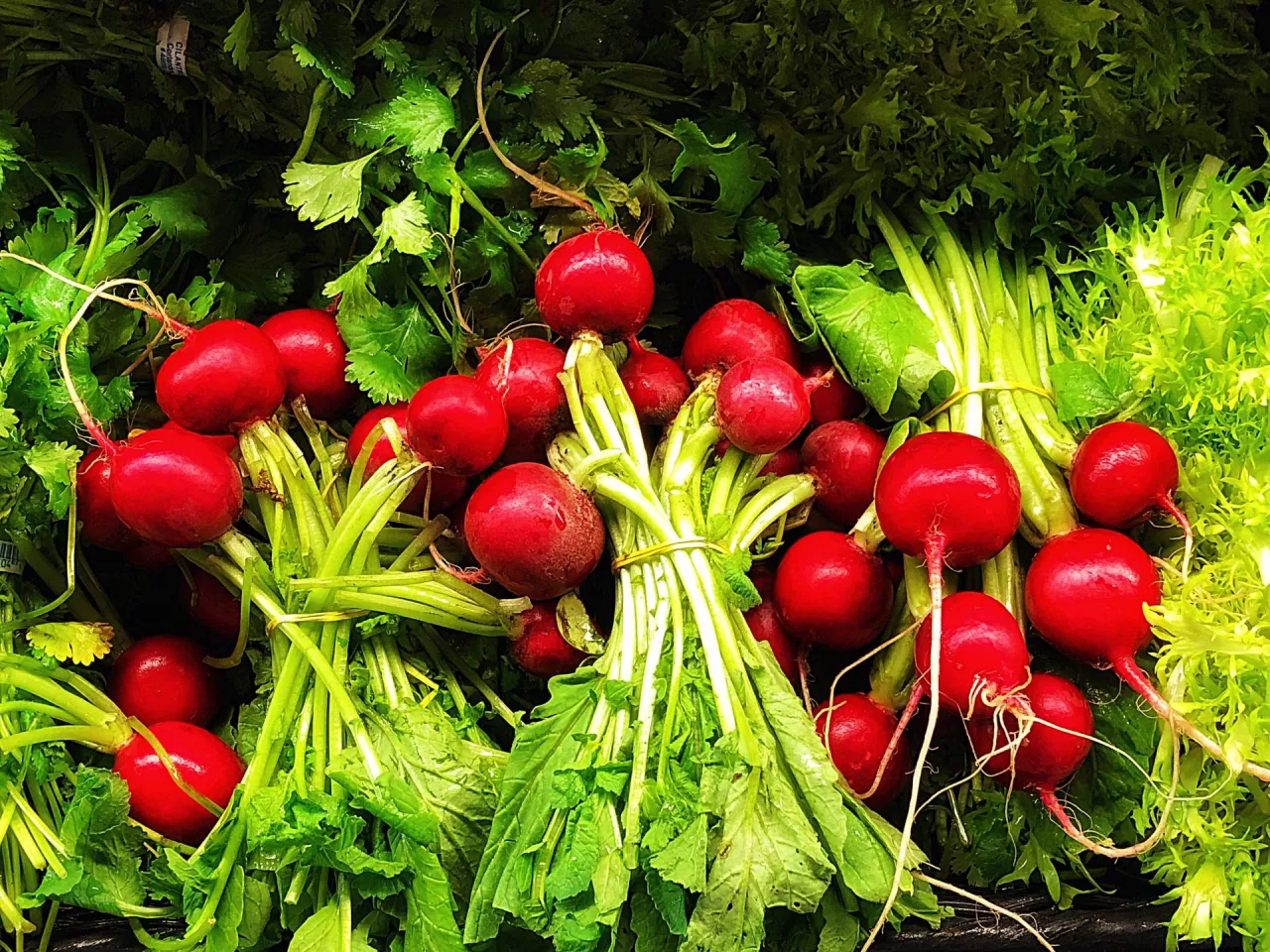 Holandia powierzchnia upraw ekologicznych, rolnictwo ekologiczne