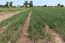 Nawadnianie cebuli w systemie kroplowym