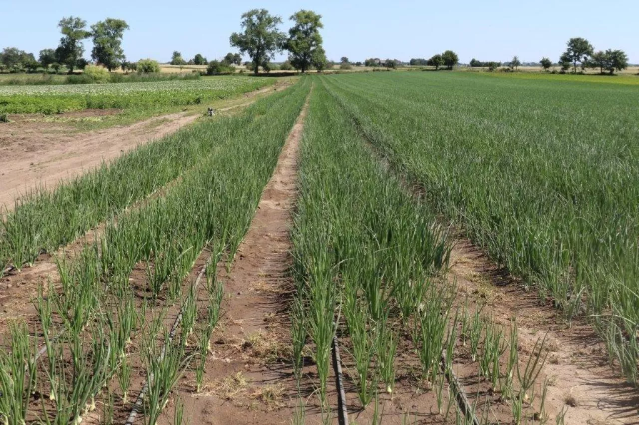 Nawadnianie cebuli w systemie kroplowym