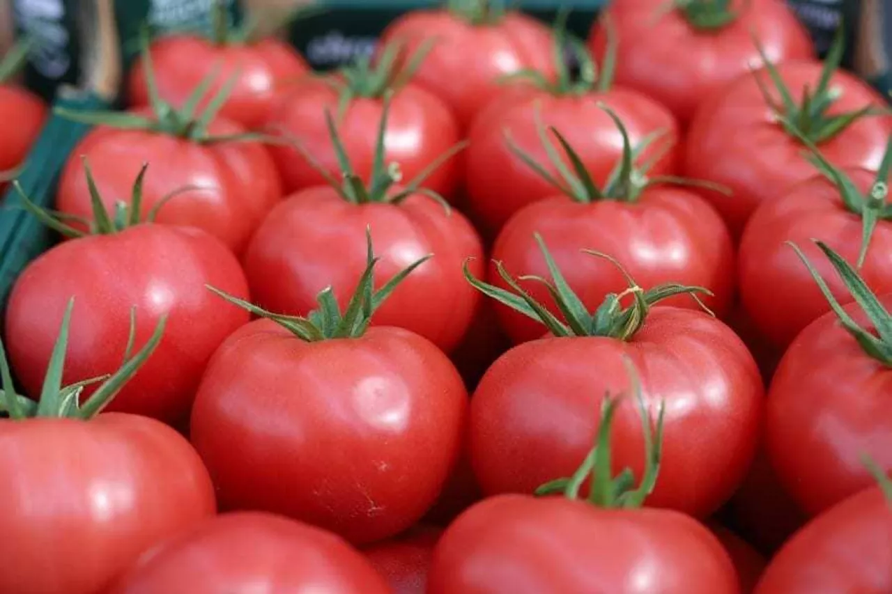 szklarnia_bracie_Chrzan-pomidor-malinowy (5)