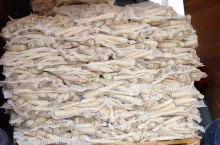 ceny-warzyw-Rybitwy-lipiec-2020