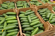 Importowany ogórek gruntowy z Rosji