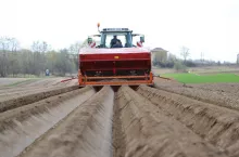 Sadzenie ziemniaków