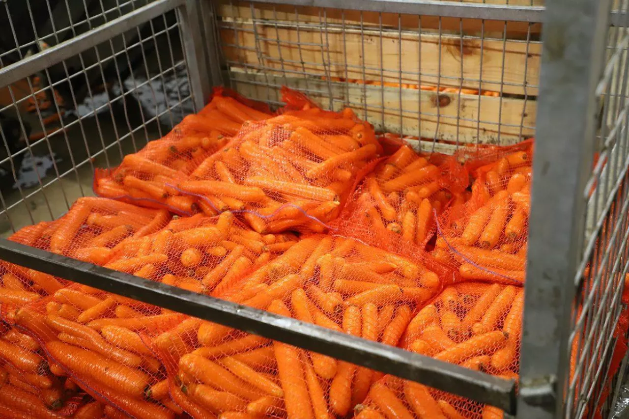 Marchew w workach