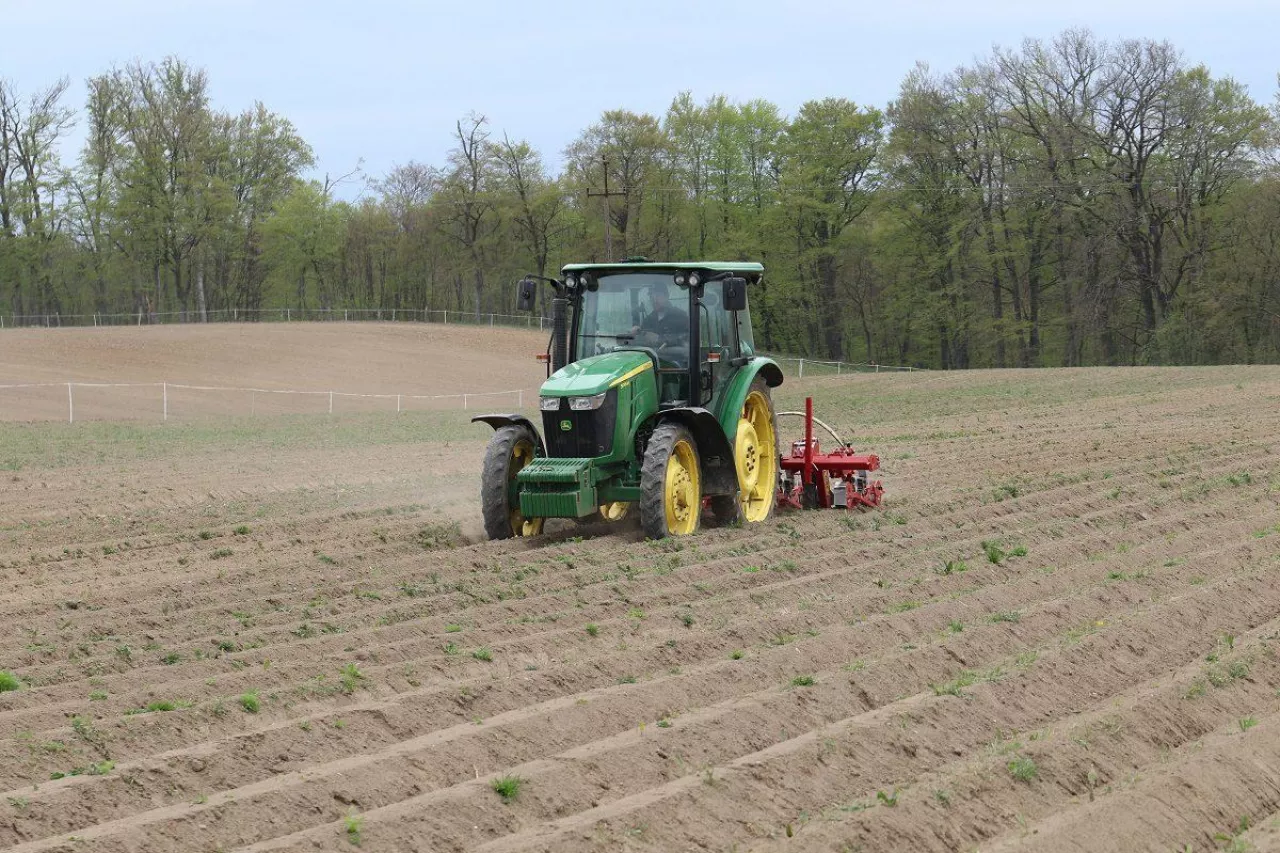 Uprawa buraka ćwikłowego